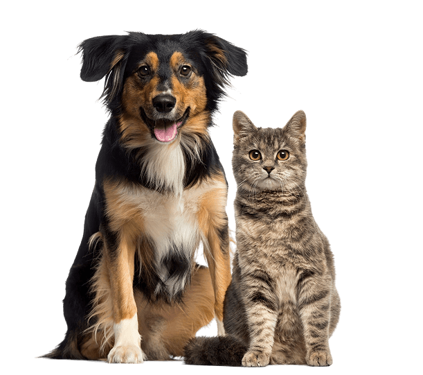 gato perro